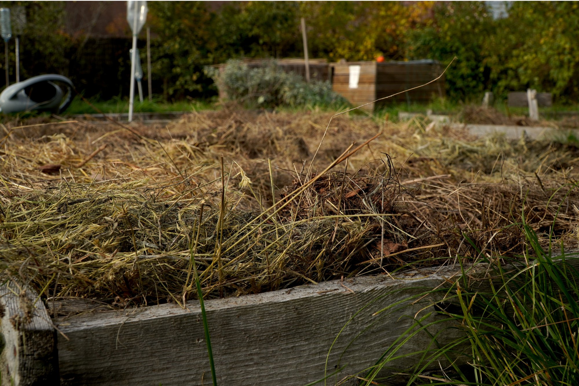 Paillage et protection des plantations