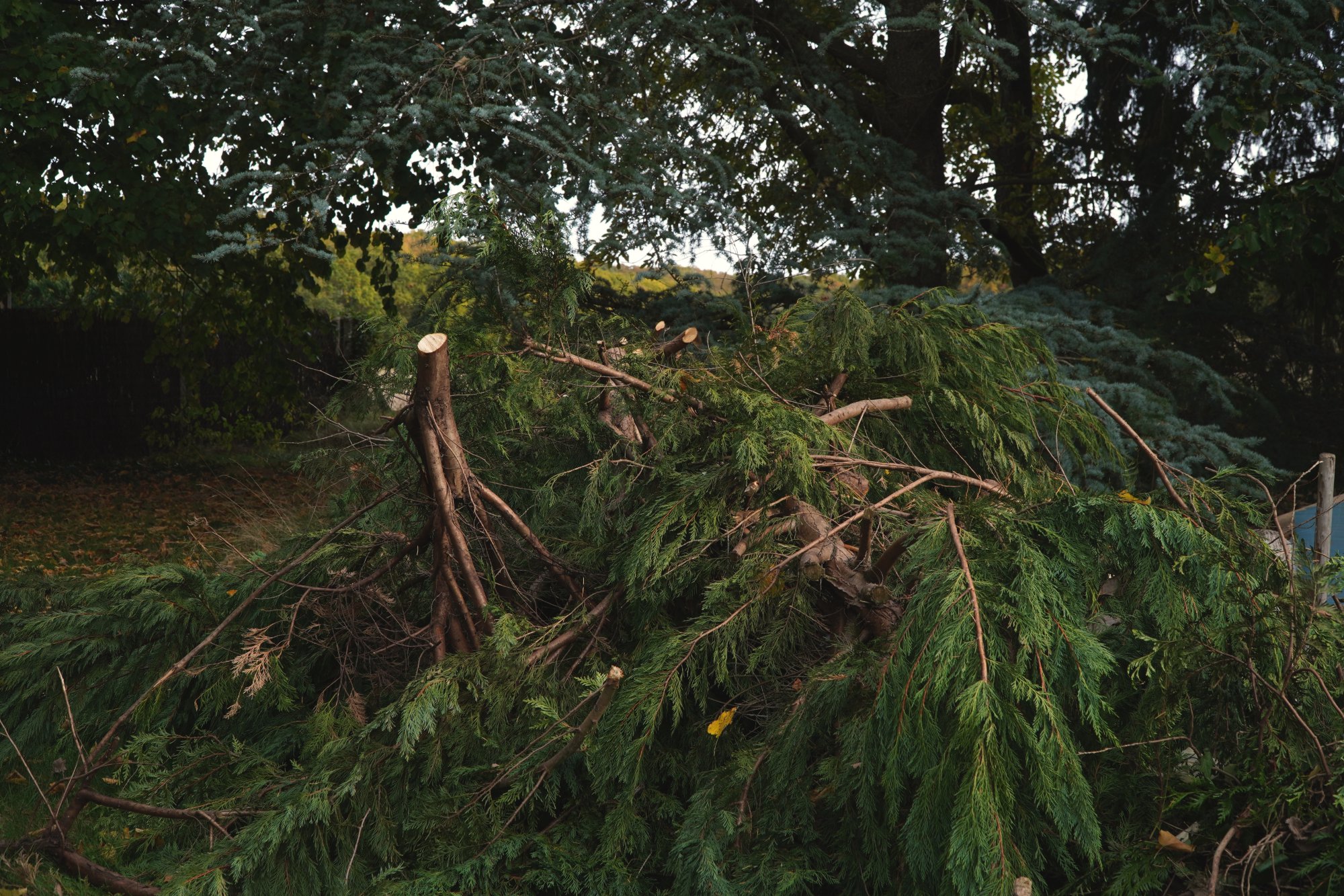 Taille et entretien de haies